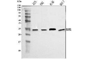 Western blot analysis of NOLA1/GAR1 using anti-NOLA1/GAR1 antibody (ABIN7602076). (GAR1 anticorps  (AA 58-165))