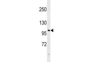 FGFR4 antibody western blot analysis in 293 lysate. (FGFR4 anticorps  (AA 24-55))