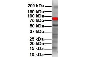 WB Suggested Anti-RIPK3 antibody Titration: 1 ug/mL Sample Type: Human HepG2 (RIPK3 anticorps  (N-Term))