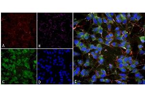 Immunocytochemistry/Immunofluorescence analysis using Mouse Anti-VGLUT1 Monoclonal Antibody, Clone S28-9 (ABIN2483728).