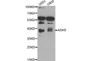 Western blot analysis of extracts of various cell lines, using ADH5 antibody (ABIN1870820) at 1:1000 dilution. (ADH5 anticorps)