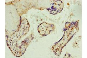 Immunohistochemistry of paraffin-embedded human placenta tissue using ABIN7144350 at dilution of 1:100
