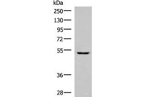 Western blot analysis of Human fetal liver tissue lysate using PISD Polyclonal Antibody at dilution of 1:600 (PISD anticorps)
