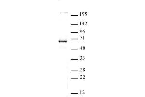 CoREST antibody (pAb) tested by Western blot. (CoREST anticorps  (C-Term))