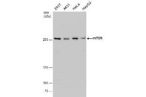 WB Image mTOR antibody detects mTOR protein by western blot analysis. (MTOR anticorps  (C-Term))