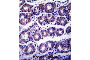 SLC41A2 Antibody (N-term) (ABIN657753 and ABIN2846735) immunohistochemistry analysis in formalin fixed and paraffin embedded human stomach tissue followed by peroxidase conjugation of the secondary antibody and DAB staining. (SLC41A2 anticorps  (N-Term))