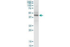 Immunoprecipitation of HLA-C transfected lysate using anti-HLA-C MaxPab rabbit polyclonal antibody and Protein A Magnetic Bead , and immunoblotted with HLA-C purified MaxPab mouse polyclonal antibody (B01P) . (HLA-C anticorps  (AA 1-366))