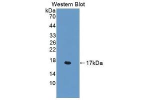Western Blotting (WB) image for anti-Carcinoembryonic Antigen-Related Cell Adhesion Molecule 3 (CEACAM3) (AA 273-416) antibody (ABIN1175894)