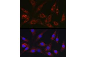 Immunofluorescence analysis of NIH/3T3 cells using NEDD9 Rabbit pAb (ABIN3023330, ABIN3023331, ABIN3023332 and ABIN6219606) at dilution of 1:100 (40x lens).