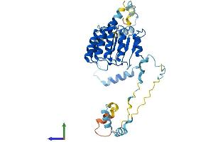 AlphaFold protein structure predicition of Mouse Recombinant Tmod3 Protein, UniprotID Q9JHJ0