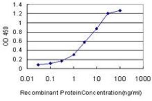 Detection limit for recombinant GST tagged MGAT4A is approximately 0. (MGAT4A anticorps  (AA 436-535))