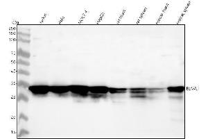 Western blot analysis of ELAVL1 using anti-ELAVL1 antibody (ABIN7605203).