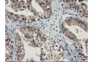 Image no. 7 for anti-Sepiapterin Reductase (SPR) antibody (ABIN1501111)