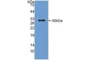 Detection of Recombinant CMA1, Mouse using Polyclonal Antibody to Chymase 1, Mast Cell (CMA1) (CMA1 anticorps  (AA 9-247))