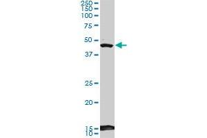 BHLHB2 monoclonal antibody (M01), clone 5B1.