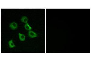 Immunofluorescence (IF) image for anti-Olfactory Receptor, Family 52, Subfamily B, Member 2 (OR52B2) (Internal Region) antibody (ABIN1853134) (OR52B2 anticorps  (Internal Region))