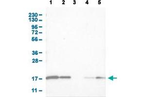 CNTF anticorps  (AA 105-198)