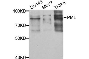 Western blot analysis of extracts of various cell lines, using PML antibody. (PML anticorps)