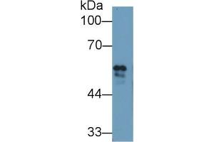 Western blot analysis of Cow Serum, using Cow FGb Antibody (1 µg/ml) and HRP-conjugated Goat Anti-Rabbit antibody ( (Fibrinogen beta Chain anticorps  (AA 49-495))