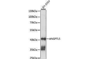Western blot analysis of extracts of SH-SY5Y cells, using  antibody (ABIN7265592) at 1:1000 dilution. (ANGPTL5 anticorps  (AA 1-388))