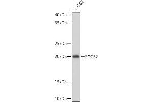SOCS2 anticorps