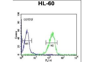 FKBP11 Antibody (C-term) (ABIN652245 and ABIN2841019) flow cytometric analysis of HL-60 cells (right histogram) compared to a negative control cell (left histogram). (FKBP11 anticorps  (C-Term))