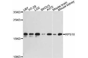 Western blot analysis of extracts of various cell lines, using RPS18 antibody (ABIN5998720) at 1:3000 dilution. (RPS18 anticorps)