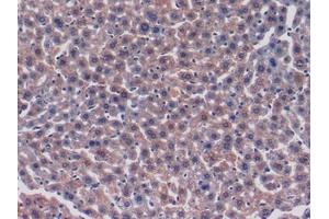 Used in DAB staining on fromalin fixed paraffin-embedded Heart tissue