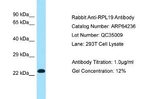 Western Blotting (WB) image for anti-Ribosomal Protein L19 (RPL19) (C-Term) antibody (ABIN2774393) (RPL19 anticorps  (C-Term))