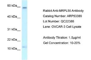 Western Blotting (WB) image for anti-Mitochondrial Ribosomal Protein L55 (MRPL55) (Middle Region) antibody (ABIN2785373)