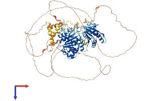AlphaFold protein structure predicition of Human Recombinant DDX20 Protein, UniprotID Q9UHI6