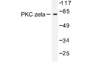 Image no. 2 for anti-Protein Kinase C, zeta (PRKCZ) antibody (ABIN272064) (PKC zeta anticorps)