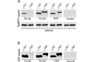 Western blotting analysis of human gamma-tubulin using mouse monoclonal antibody TU-30 on lysates of various cell lines under reducing and non-reducing conditions.