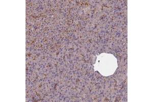 Immunohistochemical staining of human pancreas with FCHSD2 polyclonal antibody  shows moderate membranous positivity in exocrine pancreas at 1:50-1:200 dilution. (FCHSD2 anticorps)