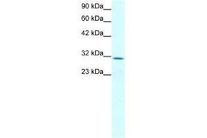 Claudin 17 antibody used at 2 ug/ml to detect target protein.