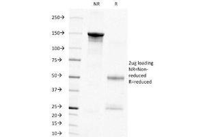SDS-PAGE Analysis of Purified, BSA-Free PCNA Antibody (clone PC10).