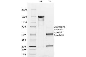 SDS-PAGE Analysis of Purified, BSA-Free CD45RO Antibody (clone UCHL-1). (CD45RO anticorps)