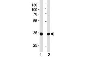 Western blot analysis of lysate from (1) MCF-7 and (2) NCI-H460 cell line using TAZ antibody at 1:1000.