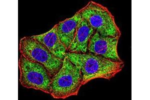 Immunofluorescence analysis of Hela cells using BNIP3 mouse mAb (green).