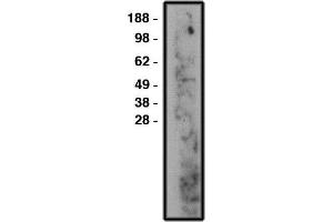 Western blot using nSMase2 antibody , used at 1:50k dilution. (SMPD3 anticorps)