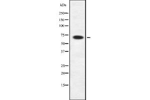 Western blot analysis of Rab11-FIP4 using HepG2 whole cell lysates (RAB11FIP4 anticorps  (Internal Region))