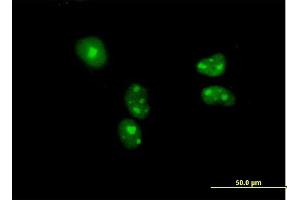 Immunofluorescence of purified MaxPab antibody to BYSL on HeLa cell. (Bystin-Like anticorps  (AA 1-324))