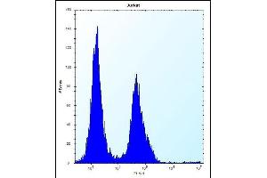 PODNL1 Antibody (Center) (ABIN656141 and ABIN2845479) flow cytometric analysis of Jurkat cells (right histogram) compared to a negative control cell (left histogram). (PODNL1 anticorps  (AA 167-195))