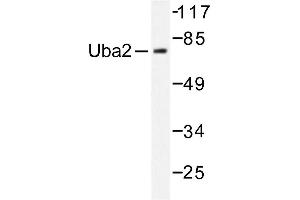 Image no. 1 for anti-SUMO1 Activating Enzyme Subunit 2 (UBA2) antibody (ABIN271971) (UBA2 anticorps)