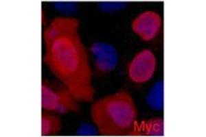 Immunofluorescence (IF) analysis of 293 cells transfected with a Myc-tag protein,1:2000 dilution (blue DAPI, red anti-Myc) (Myc Tag anticorps)