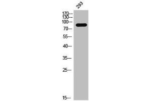 Western Blot analysis of 293 cells using Phospho-Daxx (S668) Polyclonal Antibody (DAXX anticorps  (pSer668))