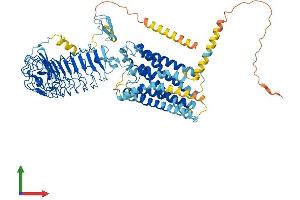 AlphaFold protein structure predicition of Human Recombinant RXFP2 Protein, UniprotID Q8WXD0