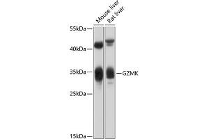 Western blot analysis of extracts of various cell lines, using GZMK antibody (ABIN6131957, ABIN6141557, ABIN6141558 and ABIN6214383) at 1:1000 dilution. (GZMK anticorps  (AA 27-264))