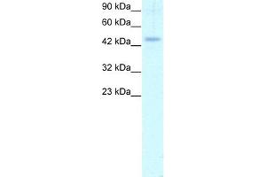 WB Suggested Anti-CALR Antibody Titration: 1. (Calreticulin anticorps  (C-Term))
