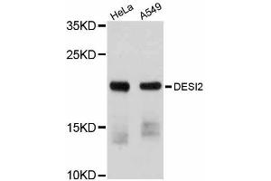 Western blot analysis of extracts of various cell lines, using DESI2 antibody (ABIN5997578) at 1/1000 dilution. (PPPDE1 anticorps)